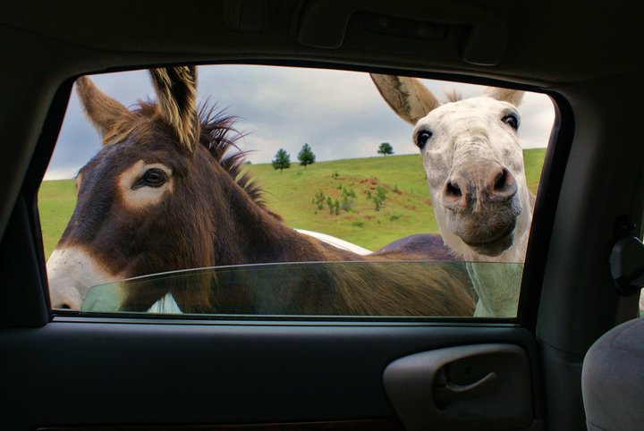 Donkey